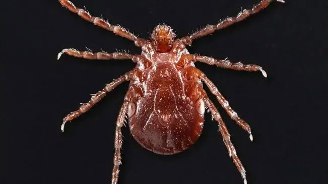 Asian Longhorned Tick
