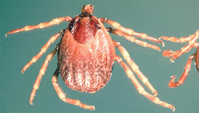Hyalomma ticks are the primary carriers of the Crimean-Congo hemorrhagic fever virus.