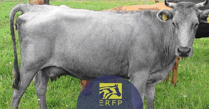 Strong, independent, and robust Blue Cattle can live outdoors year-round.
