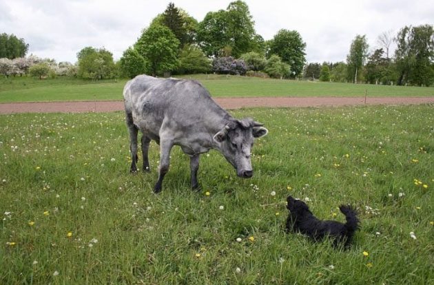 The unique breed of cattle is considered a symbol of national identity.