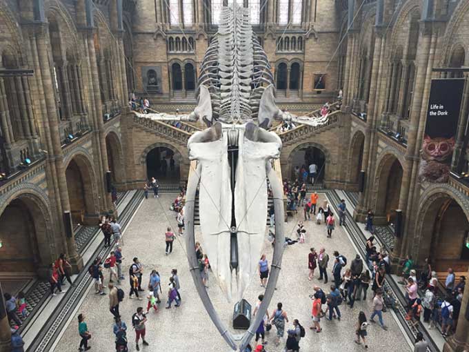 The skeleton of the female blue whale Hope on display at the Natural History Museum, London.