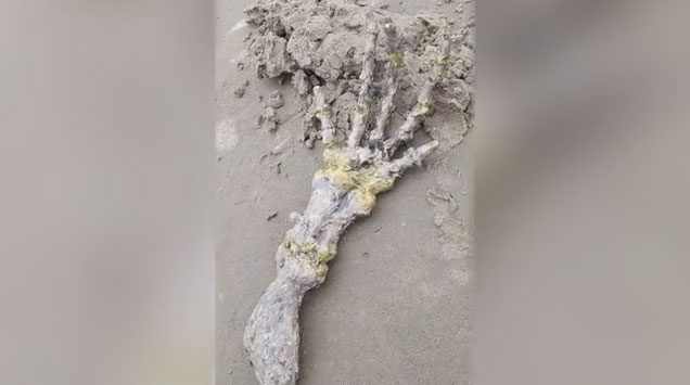  "This hand is actually the flipper bone of a marine mammal."