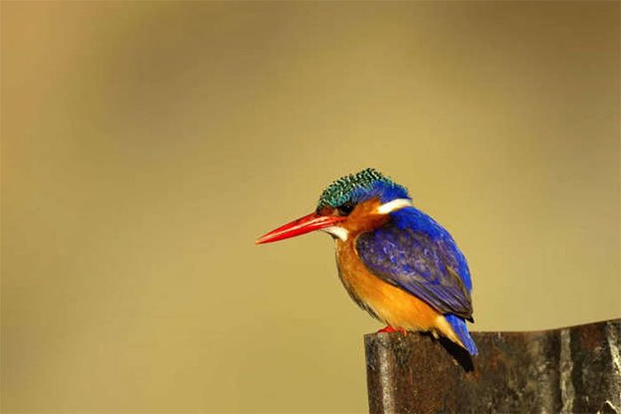 African Pygmy Kingfisher