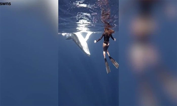 The playful and friendly humpback whale
