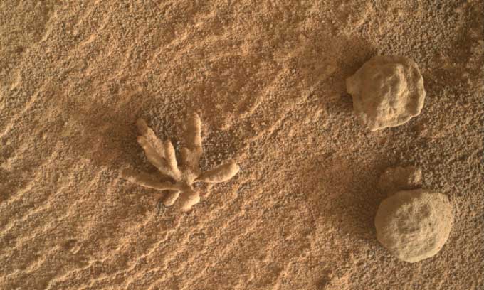 Mineral formations resembling flowers and circular shapes on the surface of Mars.