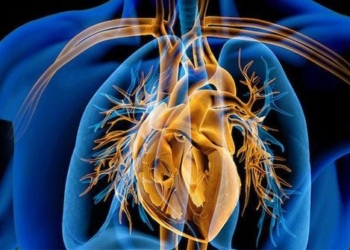breaking new ground in creating artificial heart suitable for humans 121788