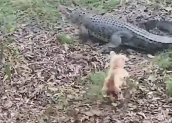 bring the dog into the alligator skin giant 122691