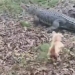 bring the dog into the alligator skin giant 122691