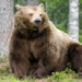 brown bear massacre 38 weekly loc after sleeping ky ngu dong 118618