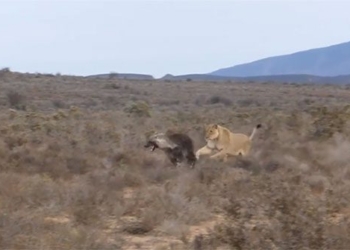 brown spider escapes when faced with lion 118770