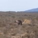 brown spider escapes when faced with lion 118770