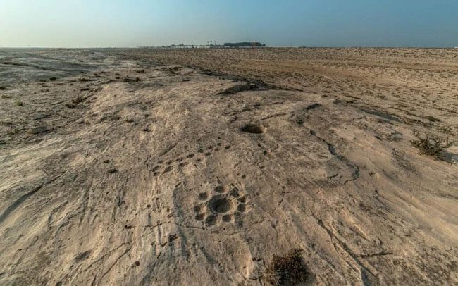 Archaeologists discovered about 900 rock carvings at Al Jassasiya.