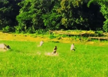 buffalo attack farmers in the rice field 119676