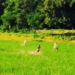 buffalo attack farmers in the rice field 119676