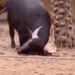 buffalo good belly standing gun rescue turtle flipped over and the ending 121678