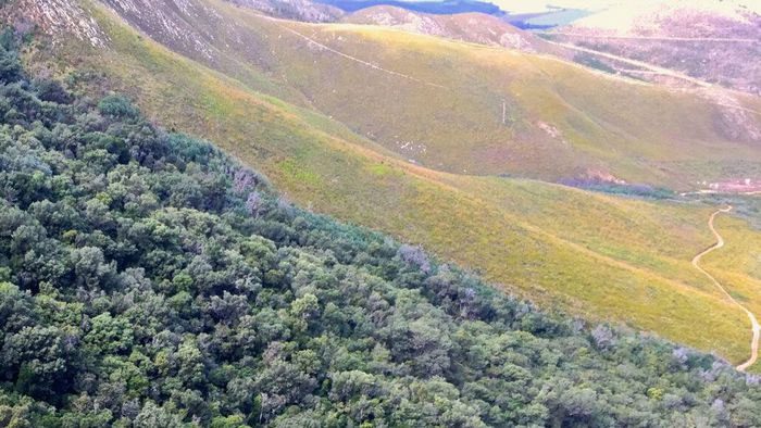 Fynbos shrubland in South Africa