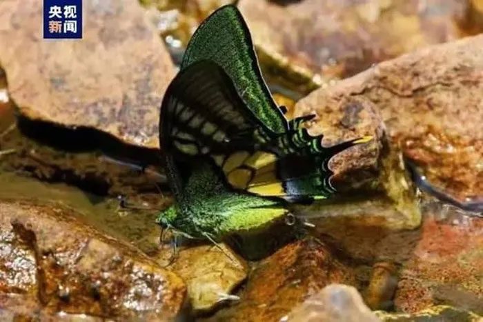 This butterfly species is listed among the top priority animals for conservation.