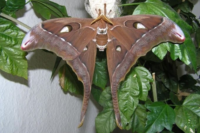 Hercules moth.