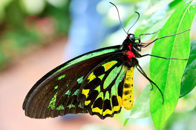 Queen Alexandra's butterfly.