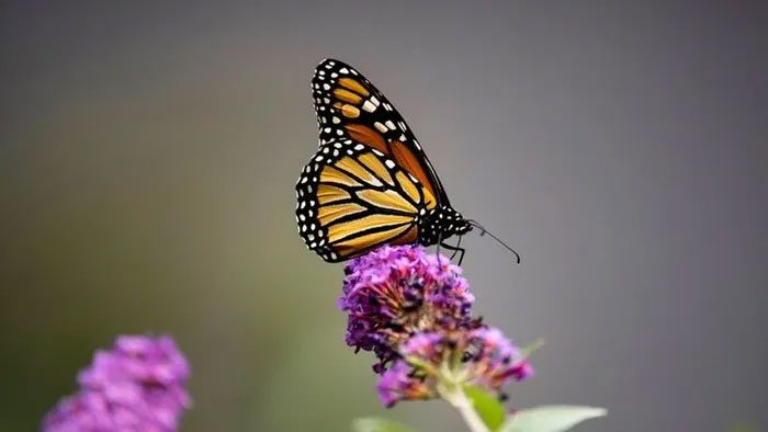 North American monarch butterfly.