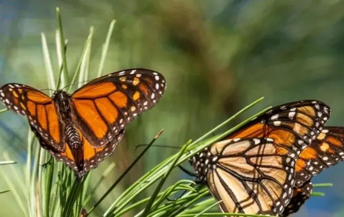 The monarch butterfly has seen a significant decline since 1990.