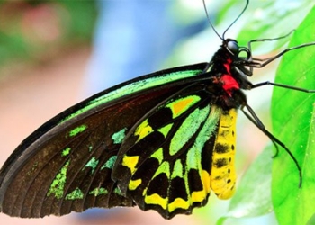 butterflies and moths how are they different 120659