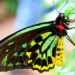 butterflies and moths how are they different 120659