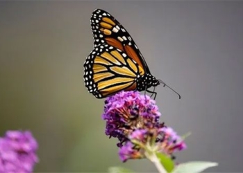 butterfly the famous butterfly in north america is at risk of extinction 122070