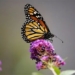 butterfly the famous butterfly in north america is at risk of extinction 122070