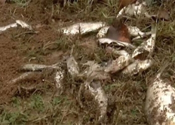 buy rare fish falls to city in texas 118061