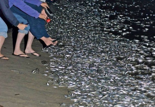 The population of Grunion is maintained at a fairly stable level.