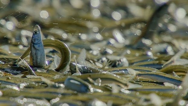 The female twists her body and digs into the sand until half of it is buried.