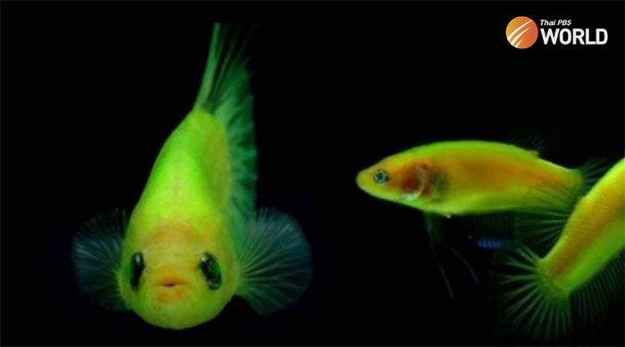 Genetically modified fluorescent fish