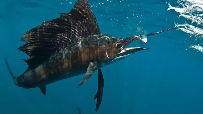 Sailfish