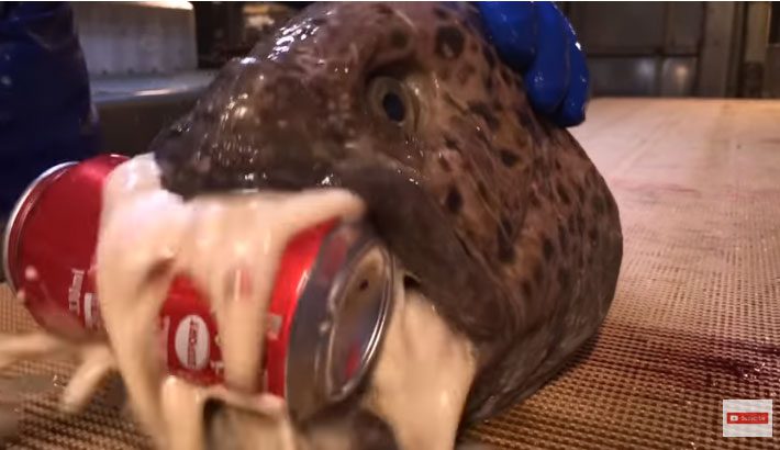 Wolf eels have extremely strong jaws.
