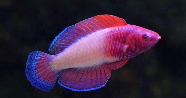 Rare colors of the rainbowfish in the animal kingdom