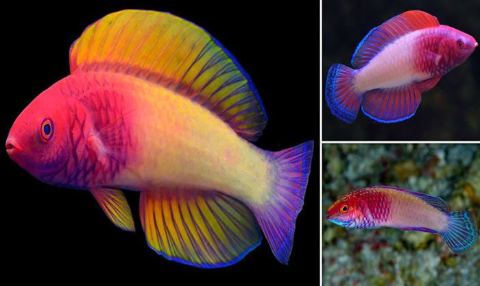Recently discovered rainbowfish
