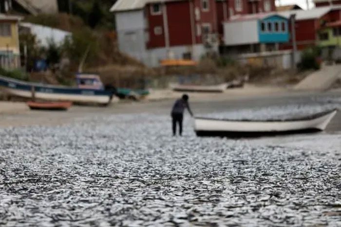 According to local residents, the dead fish are mainly sardines and anchovies.