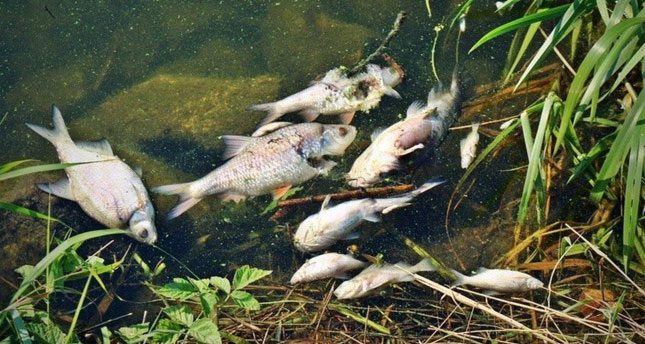 Massive fish deaths washed ashore