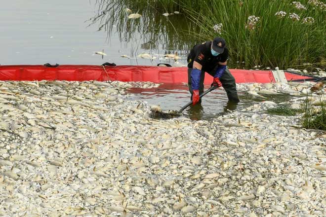 Workers collecting dead fish on the Oder River at a mobile fishing basin in Krajnik Dolny, Poland