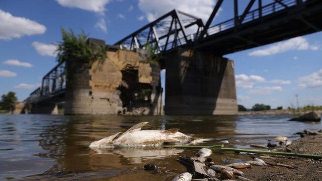 Dead fish on the Oder River