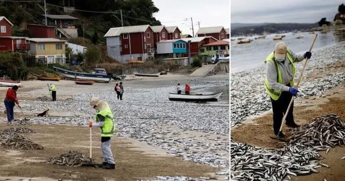 Residents are cleaning fish remains on the beach.