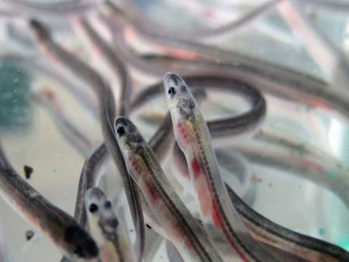 After drifting in the ocean for 3 years, juvenile European eels will return to the rivers of Europe.