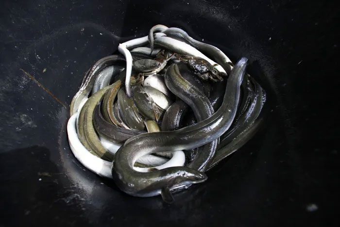 The population of European eels has declined by over 90% across the continent in the past 30 years.