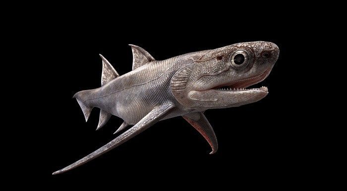 By the standards of the time, this was a dangerous predator.