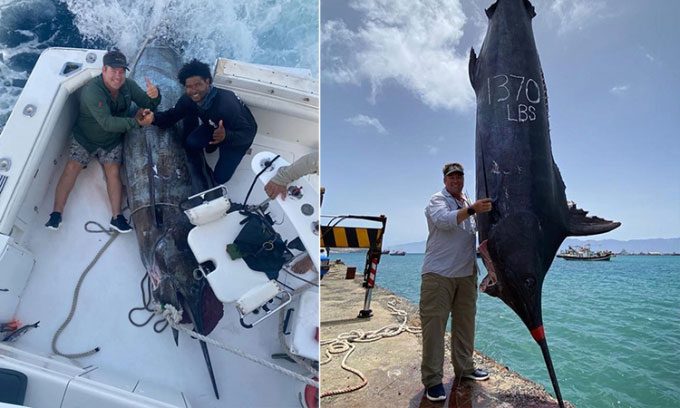 Largest Atlantic Blue Marlin caught in 30 years