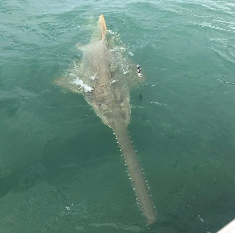 Sawfish