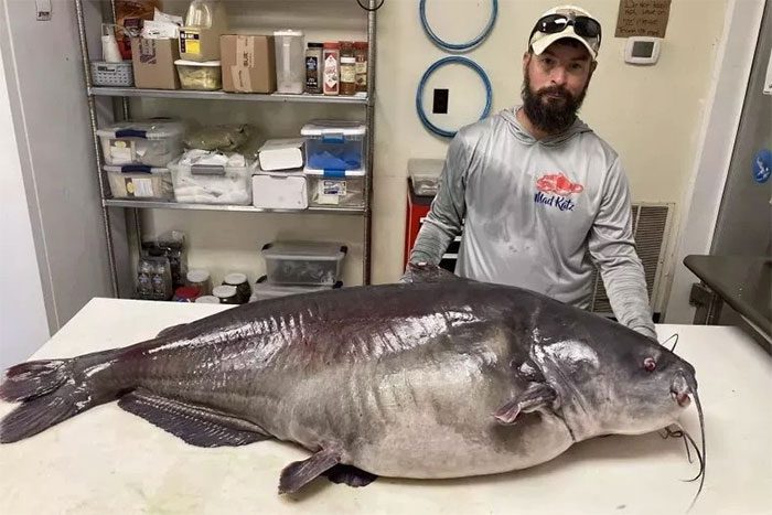The blue catfish weighs 55kg.