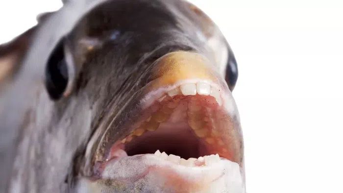 Sheepshead fish with human-like teeth.