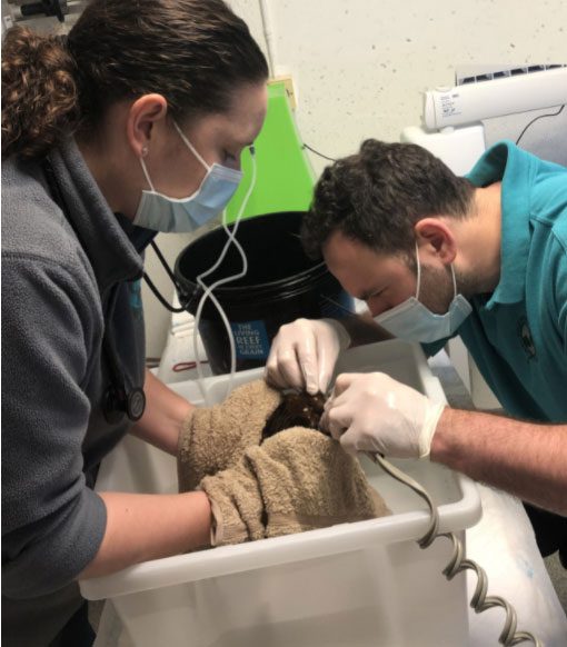 The veterinarians placed the fish in a second large tank of water to help it recover from anesthesia.
